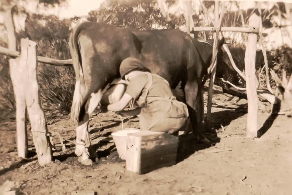 Florrie Quick milking Cherry, Kooloonong 1925