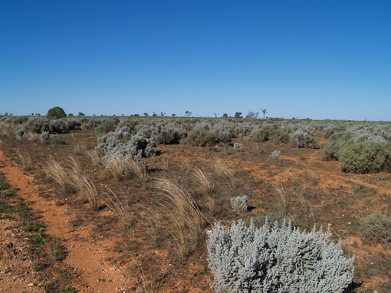 Mallee scrub north of Lake Victoria