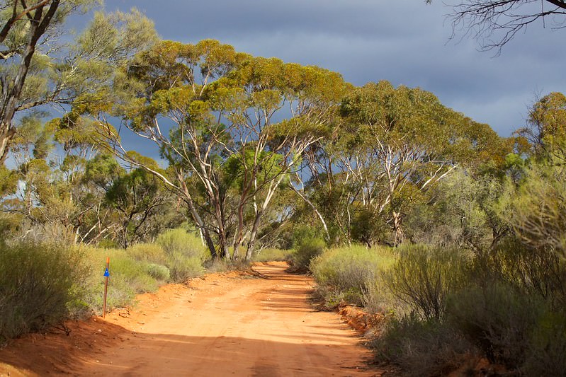 Northern Murray Mallee landscape