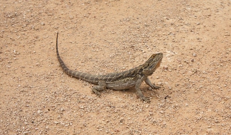 Bearded Dragon