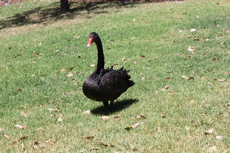 Black Swan - Wemba Wemba Totem
